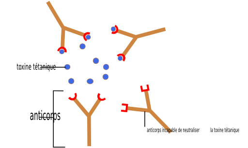 Anticorps Antigene