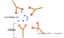 Anticorps Antigene