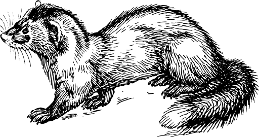 Polecat