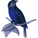 download Bangsia Edwardsi clipart image with 180 hue color
