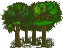 Colorized Group Of Trees