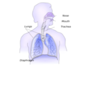 download Respiratory System clipart image with 225 hue color