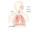 Respiratory System