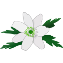 download Anemone Nemorosa clipart image with 45 hue color