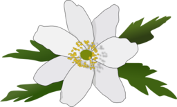 Anemone Nemorosa