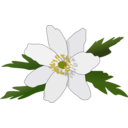 Anemone Nemorosa