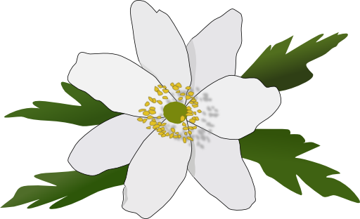 Anemone Nemorosa