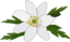 Anemone Nemorosa