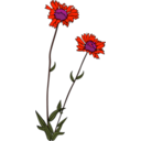 download Gg Gaillardia Aristata clipart image with 315 hue color