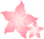 Pink Flower