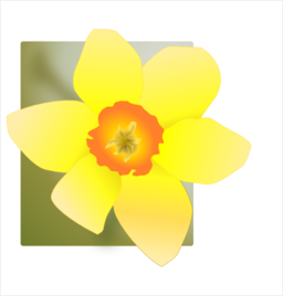 Daffodil