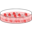 Cell Culture