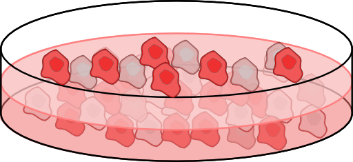 Cell Culture