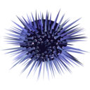 download Sea Urchin clipart image with 225 hue color