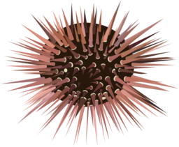 Sea Urchin