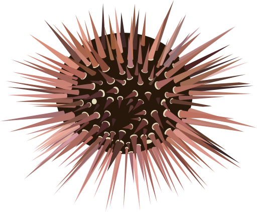 Sea Urchin