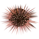 Sea Urchin