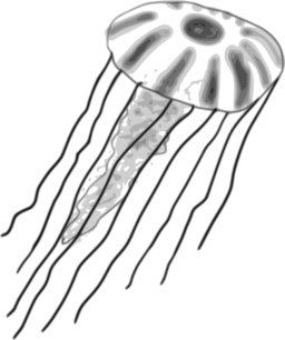 Jellyfish