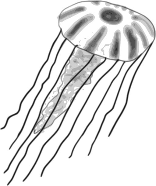 Jellyfish