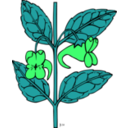 download Ku Impatiens Aurella clipart image with 90 hue color