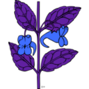 download Ku Impatiens Aurella clipart image with 180 hue color