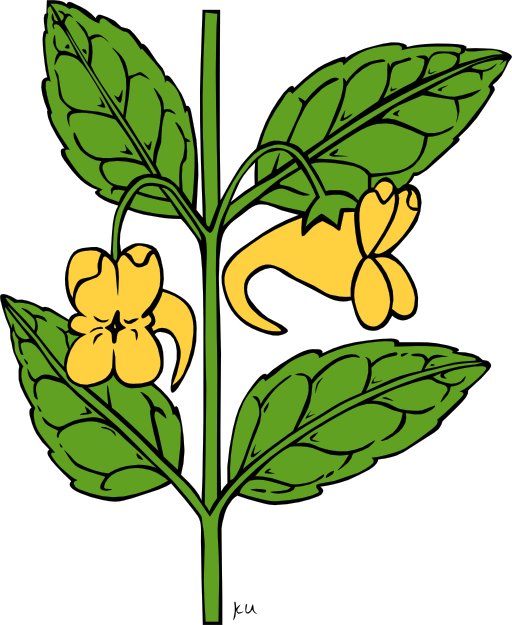 Ku Impatiens Aurella