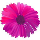 Flower Pink