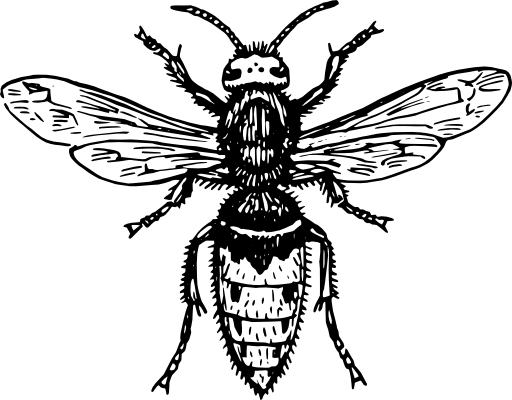 Hornet