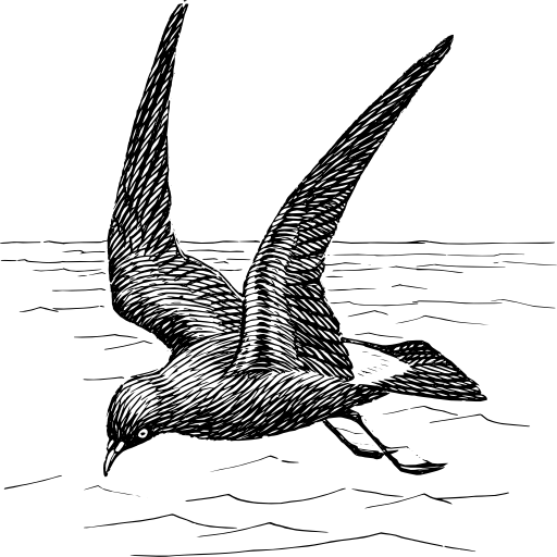 Petrel
