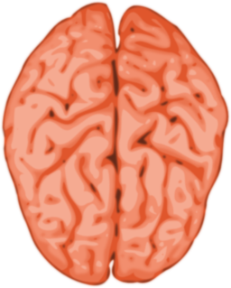 Brain