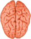 Brain