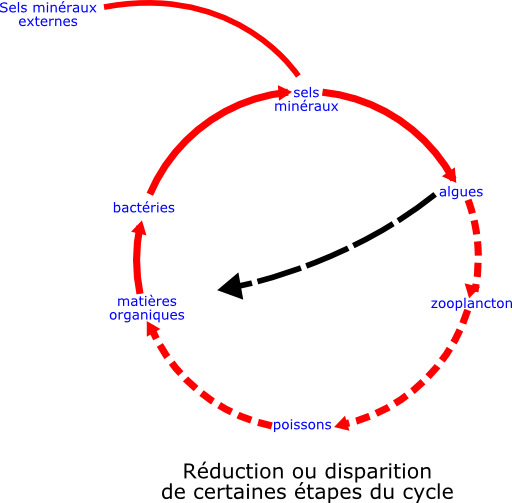 Eutrophisation Cycle