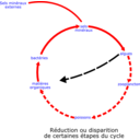 Eutrophisation Cycle