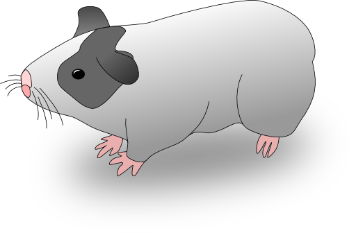 Cavia Guinea Pig