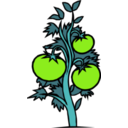 download Tomato Plant clipart image with 90 hue color