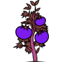 download Tomato Plant clipart image with 270 hue color