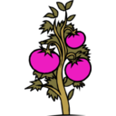 download Tomato Plant clipart image with 315 hue color