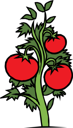 Tomato Plant