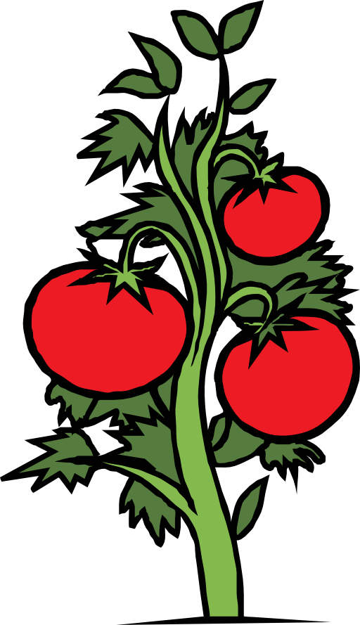 Tomato Plant