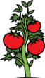Tomato Plant