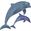 Dolphins Delfinai