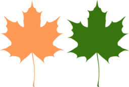 Maple Leaves