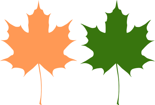 Maple Leaves