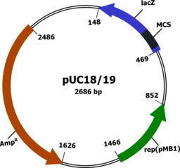 Plasmid Vector