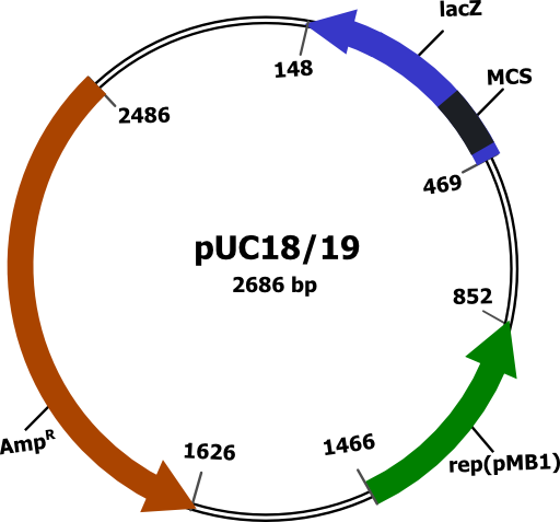 Plasmid Vector