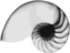 Nautilus