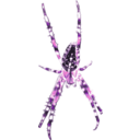 download Kreuzspinne Muster 5 clipart image with 270 hue color