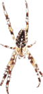 Kreuzspinne Muster 5