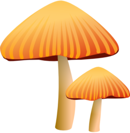 Orange Mushroom