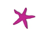 download Red Starfish clipart image with 315 hue color
